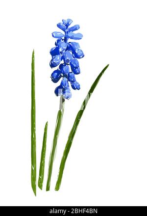 Fleur de muscari bleu avec feuilles vertes isolées sur fond blanc. Illustration. Banque D'Images