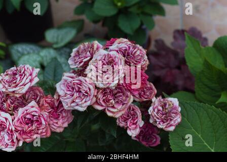 Les roses d'automne meurent lentement dans le jardin. Banque D'Images