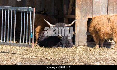 Vache écossaise à hautes terres avec fourrure noire reposant sur une porte de grange. Les principales caractéristiques de la race écossaise des hautes terres sont les cornes puissantes et la fourrure longue Banque D'Images