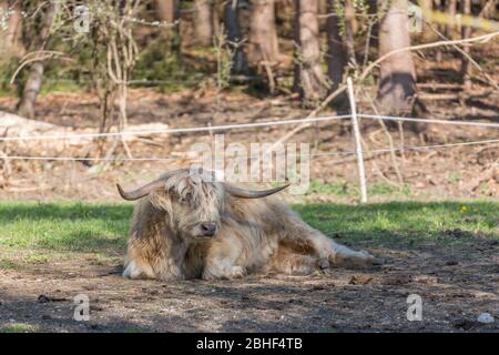 Vache écossaise blanche de couleur montagneuse prenant un repos sous l'ombre d'un arbre. Avec cornes et fourrure caractéristiques. Élevage. Banque D'Images