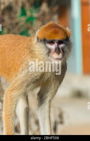 Un singe animal de compagnie dans une maison du village Ganvie, qui est un village unique construit sur pilotis, sur le lac Nokoue près de Cotonou, Bénin. Banque D'Images