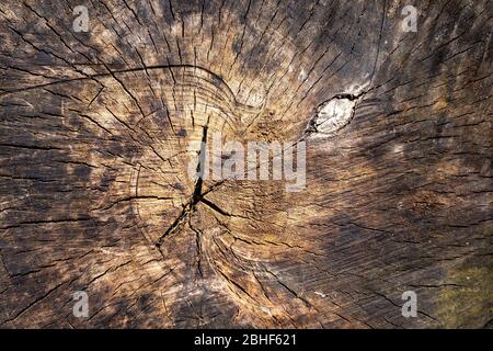 Les anneaux de croissance des arbres old weathered wood texture avec la section d'un journal de coupe montrant les anneaux de croissance annuels concentriques comme une télévision nature background Banque D'Images