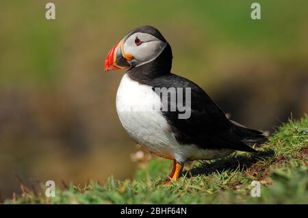 Atlantic Puffin, vue dans les îles Treshnish, Écosse. Banque D'Images