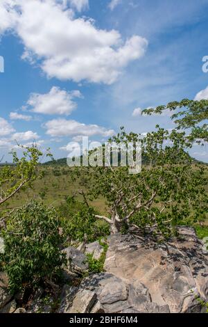 Réserve de jeu de paysage Sai près d'Accra, Ghana. Banque D'Images