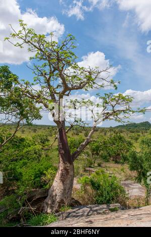 Paysage avec baobab arbre Sai Game Reserve près d'Accra, Ghana. Banque D'Images