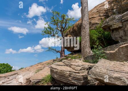 Paysage avec baobab arbre Sai Game Reserve près d'Accra, Ghana. Banque D'Images