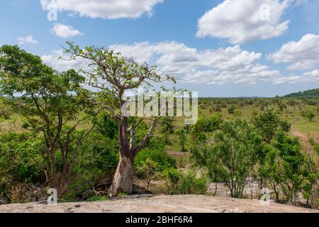 Paysage avec baobab arbre Sai Game Reserve près d'Accra, Ghana. Banque D'Images