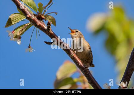 Wren- Troglodytes troglodytes en chanson pleine perchée sur la cerise sauvage - Prunus avium. Ressort. Banque D'Images