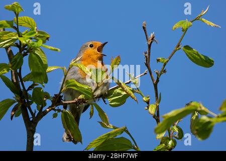 Robin-Erithacus rubecula aux abords en pleine chanson. Printemps Banque D'Images