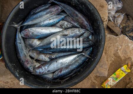 Poisson frais sur la plage sous le château du Cap près d'Elmina, Ghana. Banque D'Images