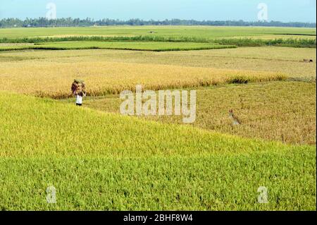 Le riz récolté par le producteur bangladais dans un champ situé à la périphérie de Dhaka. Banque D'Images
