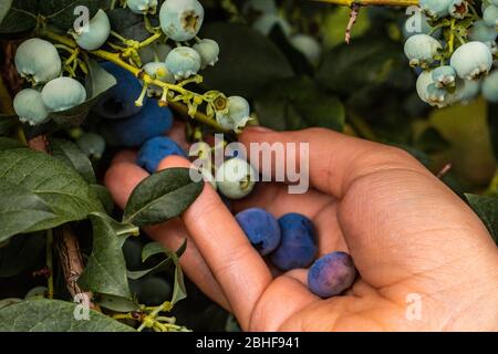 Hand holding freshly picked blueberries Banque D'Images