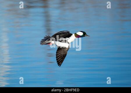 Bufflehead(Bucephala albéola) drake en vol Colorado, USA 2020 Banque D'Images