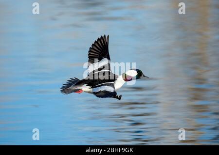 Bufflehead(Bucephala albéola) drake en vol Colorado, USA 2020 Banque D'Images