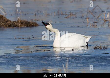 L'eau potable de Cygne trompettiste en Alaska Banque D'Images