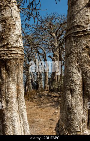 Arbres baobab sur l'île James site classé au patrimoine mondial de l'UNESCO. L'île est située à environ 30 km de l'embouchure de la Gambie et a été rebaptisée Kunta Banque D'Images