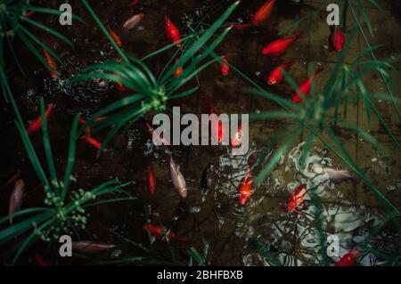 de magnifiques poissons décoratifs nagent dans un étang artificiel dans un jardin botanique. Poisson japonais Koi multicolore. Banque D'Images