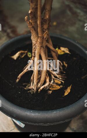 racines d'une plante tropicale appelée bonsai dans un grand pot de fleurs dans un jardin botanique Banque D'Images