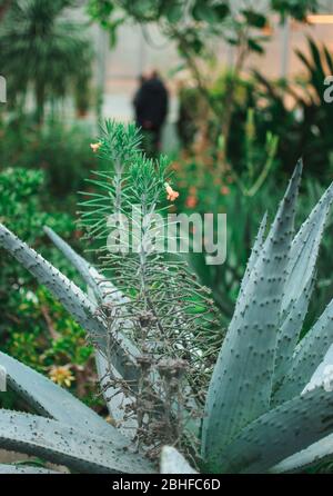 L'aloe vera quitte le jardin botanique. Une plante médicinale tropicale tolère facilement la chaleur. Banque D'Images