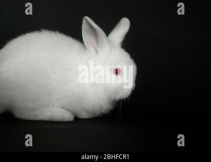 Beau lapin blanc sur fond noir. Banque D'Images