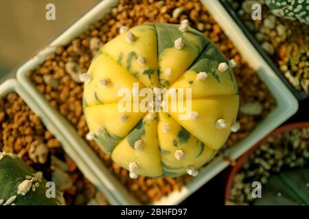 Jaune vif et forme de boule verte belle plante succulente dans un pot Banque D'Images