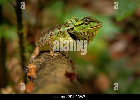 Forêt - lézard gris Emma emma Calotes espèce de lézards de la famille des Agamidae. L'espèce est endémique en Chine, en Asie du Sud et du Sud-Est, Tha Banque D'Images