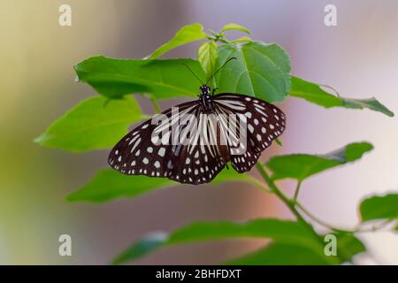 Dark Glassy Tiger - Parantica agleoides papillon asiatique trouvé en Inde qui appartient aux corneilles et aux tigres, c'est-à-dire le groupe danaid du pinceau-fo Banque D'Images