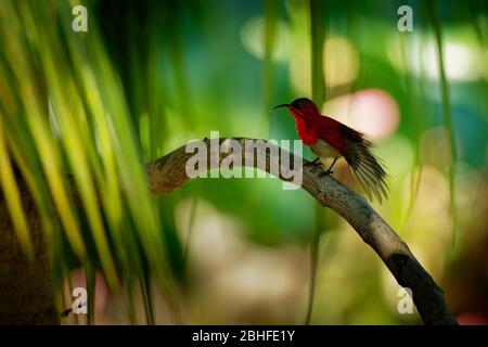 Crimson Sunbird - Aethopyga siparaja oiseau dans la famille sunbird, se nourrir de nectar, oiseau national non officiel de Singapour, éleveur résident dans les tropicaux Banque D'Images