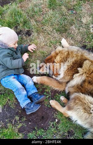 Très petit et chien jouant sur une pelouse. Un petit garçon joue avec son animal dans la cour Banque D'Images