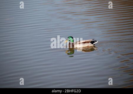 Canard malard mâle avec goutte d'eau sur son bec, nager dans un lac. Espace pour le texte. Banque D'Images