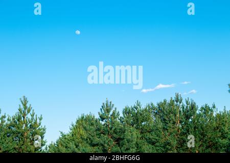 Il fait la fête. Ciel bleu. Lune. La jeune lune. Lune transparente. La lune sur le fond des arbres. Forêt de pins. Banque D'Images