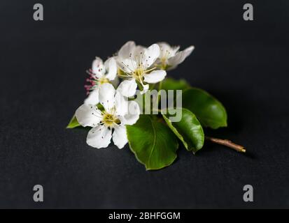 Gros plan photo de la branche de poire avec fleurs de fleurs sur fond noir Banque D'Images