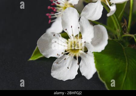 Gros plan photo de la branche de poire avec fleurs de fleurs sur fond noir Banque D'Images