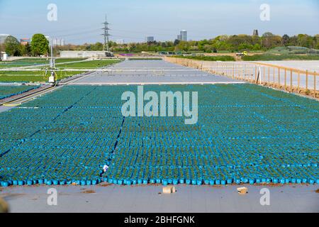 Maraîchage, élevage de plantes, plantes ornementales poussent dans des pots de fleurs, extérieur, serre, DŸsseldorf-Volmerswerth, Allemagne Banque D'Images