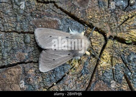 Mullin Moth Diaphora menica espèces reposant sur une ancienne extrémité de bois dans un jardin Norfolk, Royaume-Uni Banque D'Images