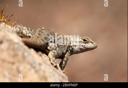 Western Fence Lizards (Sceloporus occidentalis) Santa Clara County, California, USA Banque D'Images