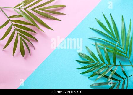 Feuilles de palmier sur fond rose et bleu Banque D'Images