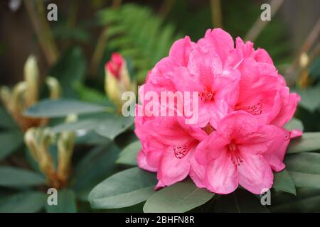 Le rhododendron rose fleurit de près, les arbustes verts de rhododendrons, Royaume-Uni Banque D'Images