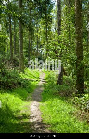 Sentier forestier à travers la forêt de pins dans la région de Chiltern Hills d'une beauté naturelle exceptionnelle, Buckinghamshire, Royaume-Uni Banque D'Images