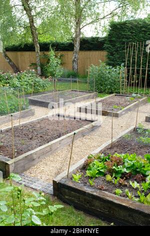 Jardinage de légumes, lits de légumes dans un jardin, Royaume-Uni Banque D'Images