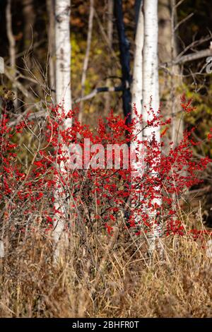 Les chois sauvages du Wisconsin près d'un repos en automne, vertical Banque D'Images