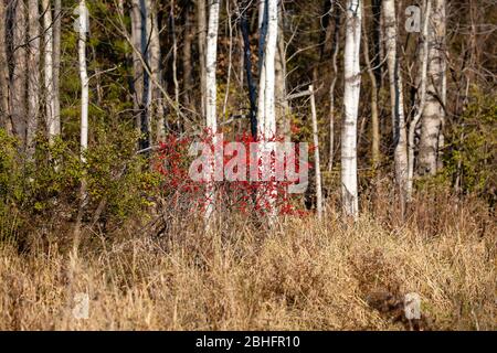 Les chois sauvages du Wisconsin près d'un repos en automne, horizontal Banque D'Images