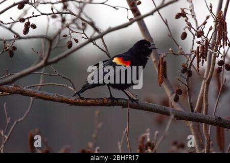 Blackbird mâle à ailes rouges (Agelaius phoeniceus) perché sur une branche chantant et à la recherche d'une femme en avril Banque D'Images