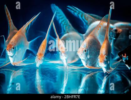 Photo de poissons de couleur bleue et blanche dans l'aquarium. Banque D'Images