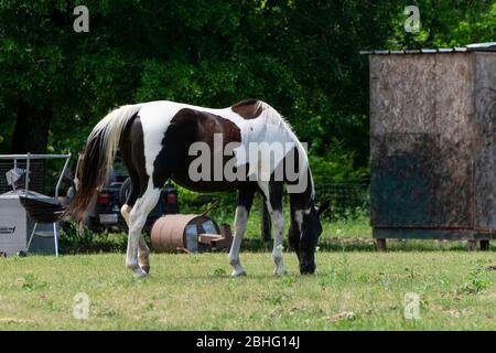 Un beau cheval de peinture marron et blanc paint sur l'herbe verte dans un pâturage de ranch encombré de ferrailleries et de débris. Banque D'Images