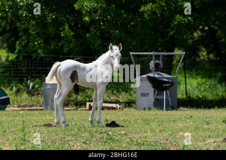 Beau, blanc neige, cheval de bébé albinos avec sa tête tournée vers le côté, affamant à quelque chose avec la curiosité comme il se tient dans un pâturage rempli de débris Banque D'Images