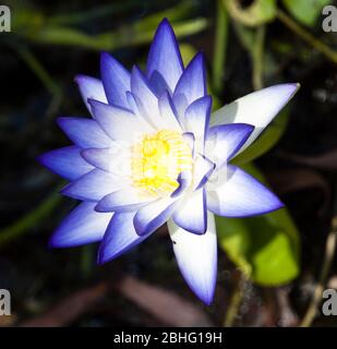 Nymphée violacea (Blue Lily), Kimberley, Australie occidentale Banque D'Images