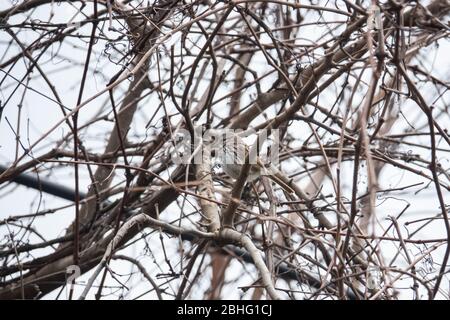 Chant Sparrow perché sur la branche à Springtime Banque D'Images