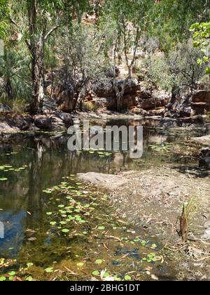 Des nénuphars (Nymphaea violacea), des écorces de papier (Melaleuca leucadendra) et des palmiers livistona bordent une petite piscine, Kimberley, Australie occidentale Banque D'Images
