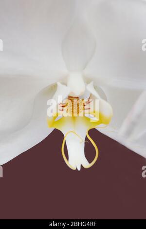 White Orchid closeup Banque D'Images